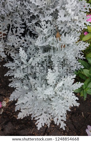 Cineraria maritima with silver grey foliage in the flower bed