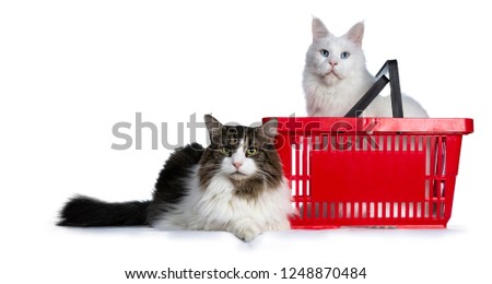 Duo of two cats, one sitting in red shopping basket and one laying in front of it, both looking straight in camera. Isolated on white background.