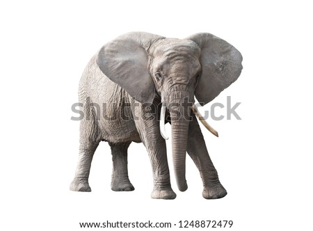 African elephant isolated on white background 