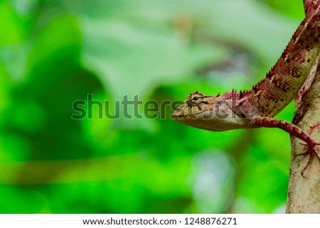 Oriental garden lizard Royalty-Free Stock Photo #1248876271