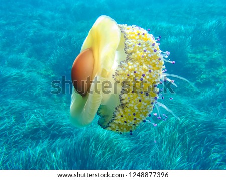 Mediterranean jelly or fried egg jellyfish (Cotylorhiza tuberculata) in the wild. Selective focus. Underwater wildlife concept. Royalty-Free Stock Photo #1248877396