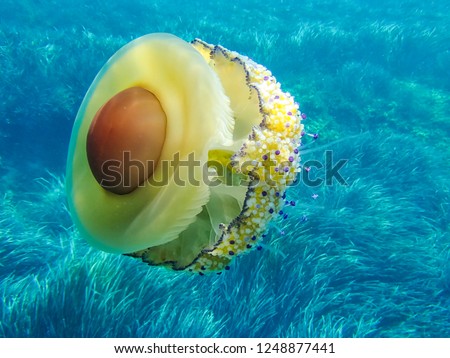 Mediterranean jelly or fried egg jellyfish (Cotylorhiza tuberculata) in the wild. Selective focus. Underwater wildlife concept. Royalty-Free Stock Photo #1248877441