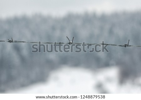 Barbed wire on the background of snow and coniferous forest.
