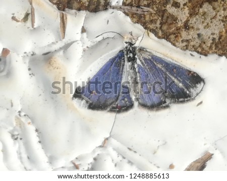 carcass of Gray butterflies stuck on white, which spilled on the floor.