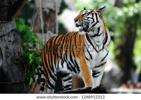 Siberian tiger (Panthera tigris altaica), also known as the Amur tiger.