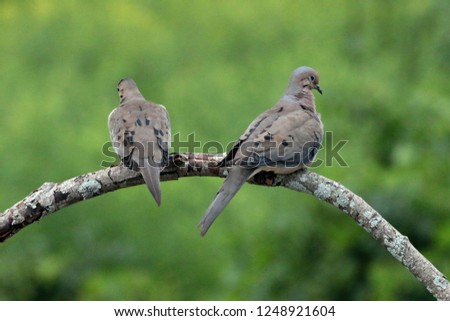 Two Mourning Doves on Branch