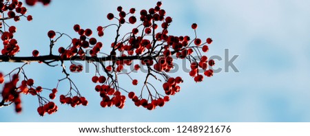 Winterberry (Ilex verticillata) on Bare Tree Branch Against Brilliant Blue Sky Background