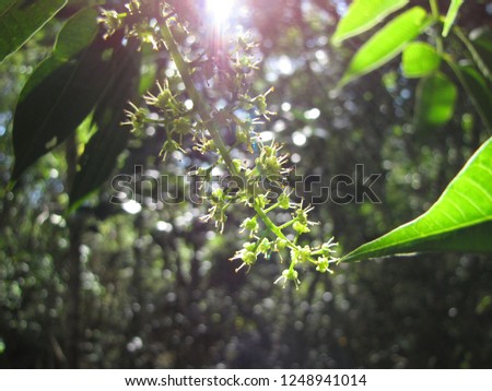 Some small flowers with green leaves and sunlight
