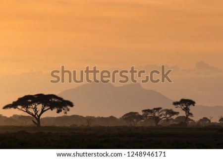 African savannah in the misty foggy sunset light