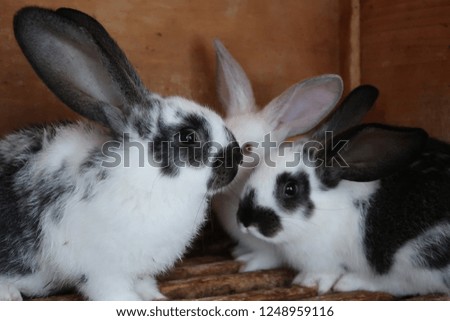 small sweet rabbits