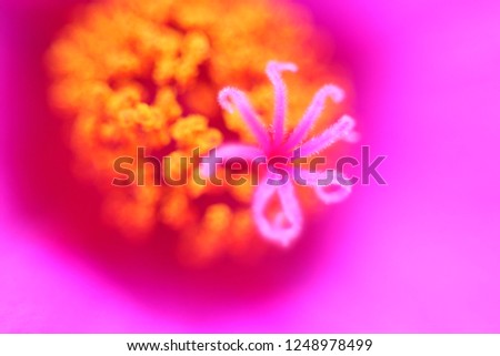 pink flower micro photography