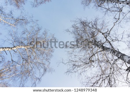 Winter forest, birches in winter against the sky, view from the bottom up