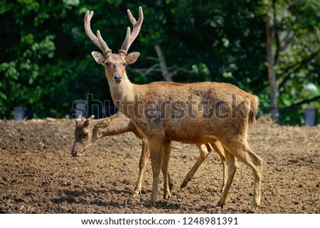 Bawean Deer (axis kuhlii) in Indonesia Royalty-Free Stock Photo #1248981391