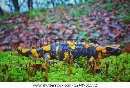 Salamandra salamandra pezzata, in Aspromonte National Park, Calabria, Italia.
