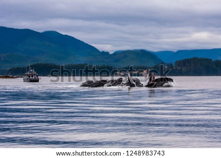 Whales off the coast of Hoonah Alaska Royalty-Free Stock Photo #1248983743