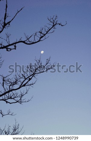 Moon at dusk
