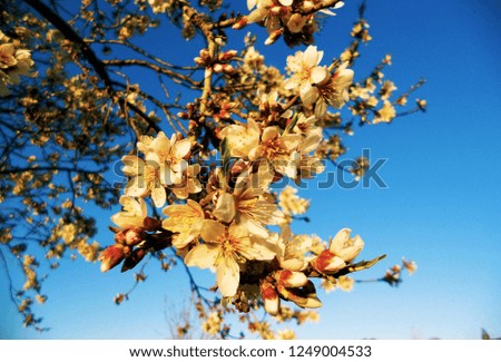 Almond tree flowers with blue sky background          