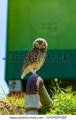 Burrowing owl with angry face standed on a pipe with a green metallic background