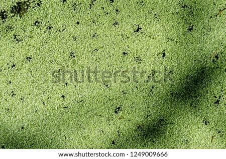 Duckweed growing on a swamp texture