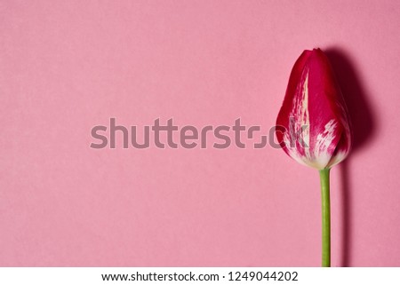 One tulip flower on pink pastel paper background, copy space. Flat lay, top view, close up. Minimal concept. Holiday greeting card for Womens Day, Mothers Day, Easter