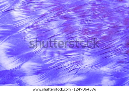 bright abstract background of pink gradient neon colors bird feathers for design
