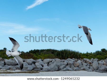 Seagulls flying on Florida beach