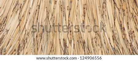 dried reed background