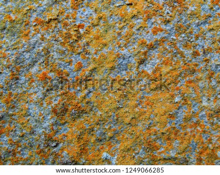 Background Xanthoria parietina on the rock, also known as common orange lichen, yellow scale, maritime sunburst lichen and shore lichen. Poland, Europe
