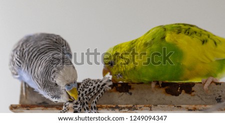 two wavy parrots sit on a cage