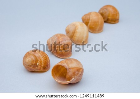Snail shells background