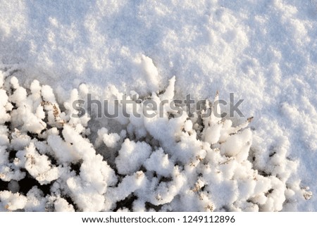 Heather covered with fresh snow. Winter background.