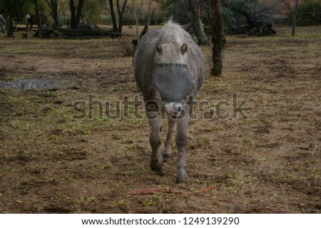 Muddy horses in field Royalty-Free Stock Photo #1249139290