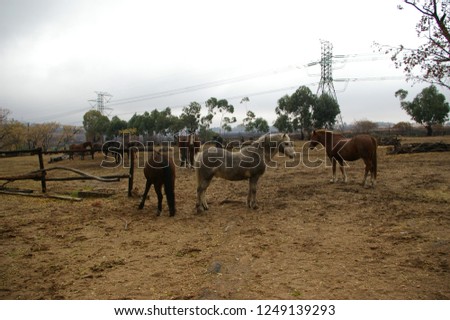 Muddy horses in field Royalty-Free Stock Photo #1249139293