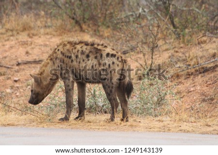 A peaceful hyena