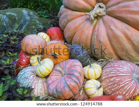 A variety of colorful pumpkins