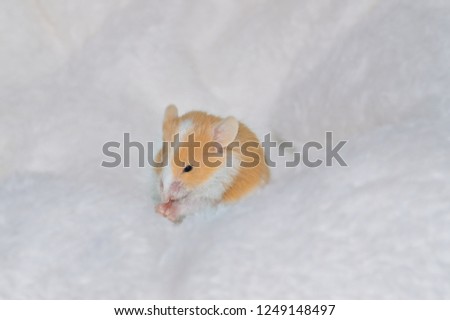 Cute fancy orange and white mouse on a white blanket