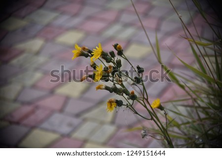 Beautiful and bright flowers. Beautiful yellow field and meadow flowers in the park against the background of paving tiles.