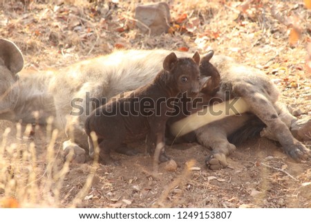 Hyena suckling its babies