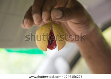 Fresh nutmeg in Grenada Caribbean island
