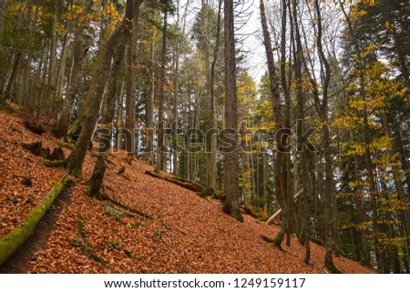 Forest with Autumn Colors