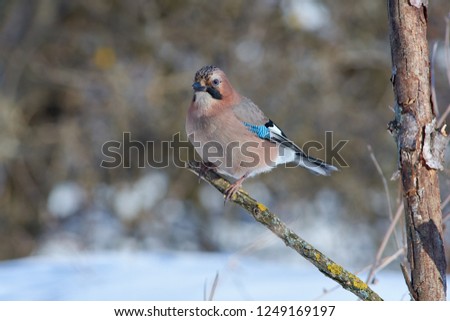 Eurasian jay (Garrulus glandarius) sits on a branch covered with lichen on a clearing in the winter forest park.