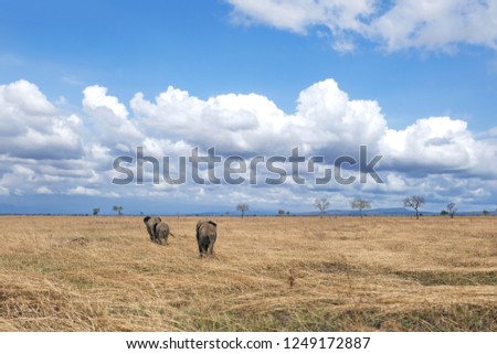 Elephant family Tanzania