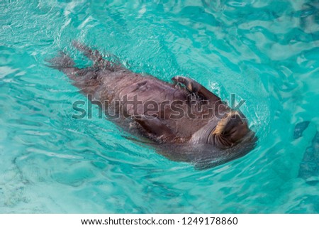 Overhead view of young female Pacific walrus swimming on her back in turquoise water