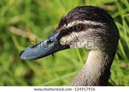Australian Pacific black duck  in green grassy field  close up picture after a swim in nearby lake.
