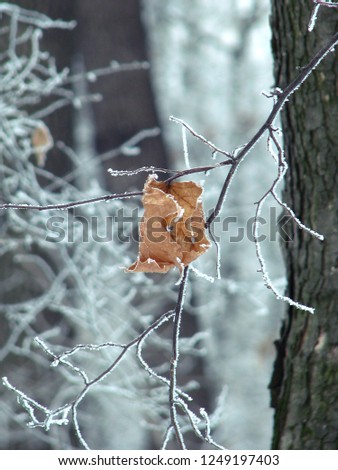 Closeup photo of the frozen dry leaf in the winter forest