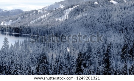 Frosted Trees in Lake Tahoe