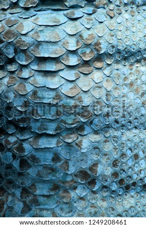 Blue Coloured Real Snake Skin Snakeskin Animal Print Background