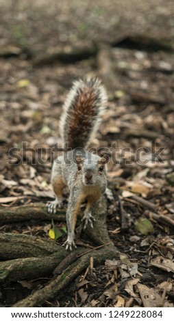 squirrel in a fores