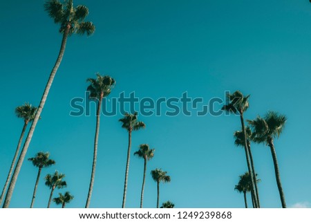 Tropical Palm Trees against sky Royalty-Free Stock Photo #1249239868
