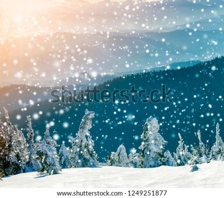 Snow covered bent little pine trees in winter mountains. Arctic landscape. Colorful outdoor scene, Happy New Year celebration concept. Artistic style post processed photo.